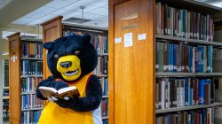 Deacon the Bear reading a book in the library